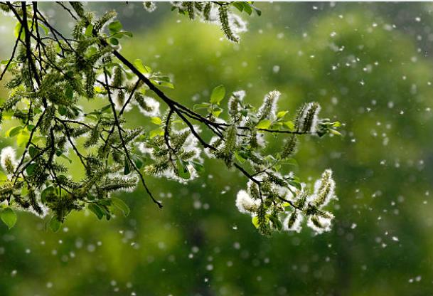 allergies caused by white fluffy flowers