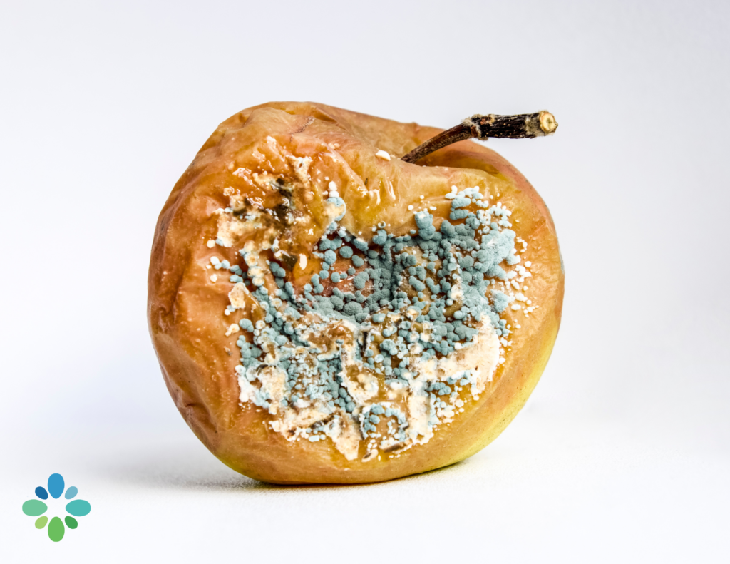 mold toxicity illustrated by a decaying piece of fruit