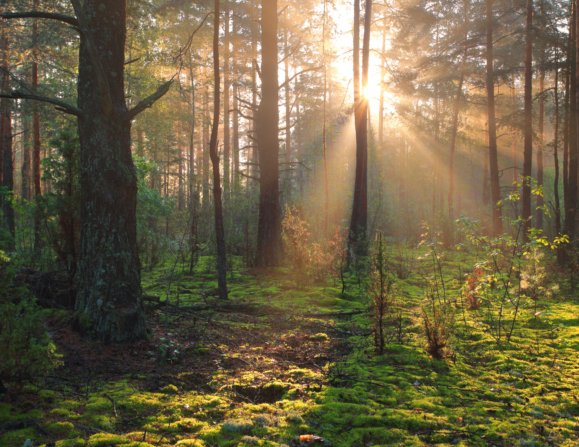 Red Light Therapy can boost mental clarity and reduce brain fog.