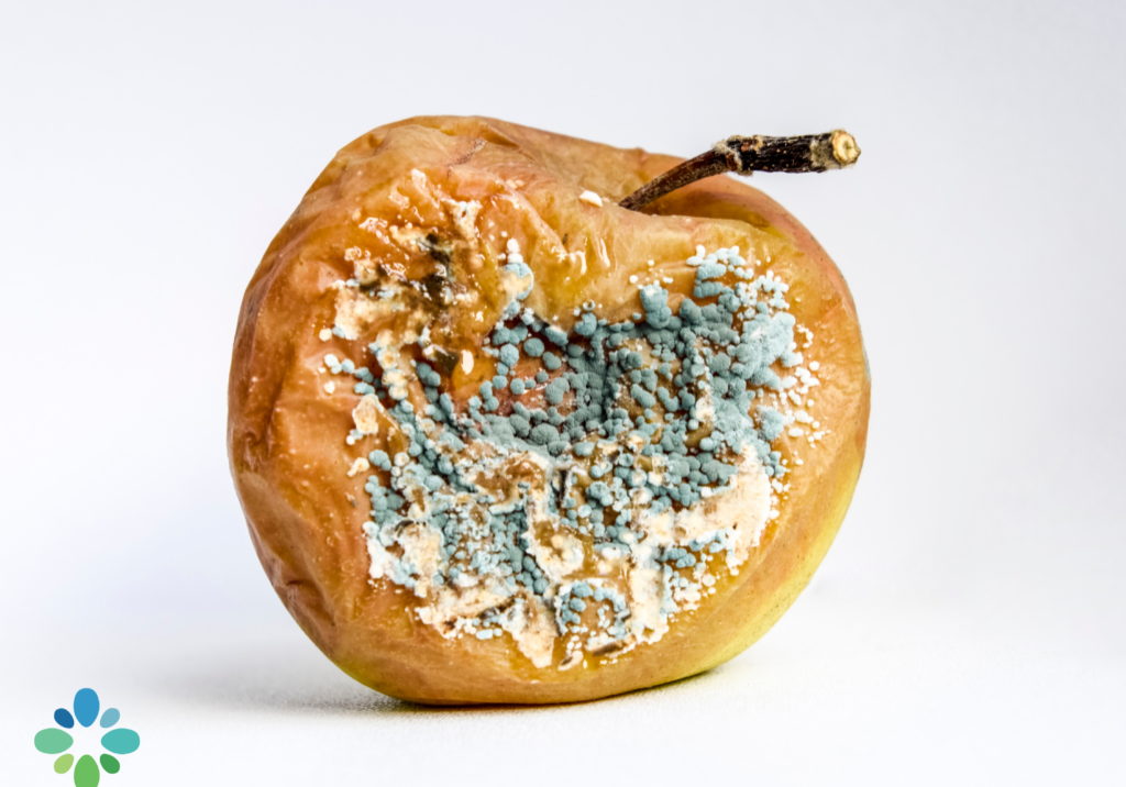 mold toxicity illustrated by a decaying piece of fruit